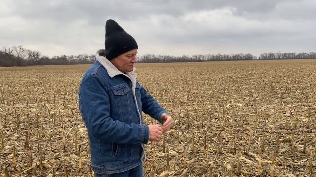 Всходы озимой пшеницы на полях Михаила Войтовика смотреть онлайн