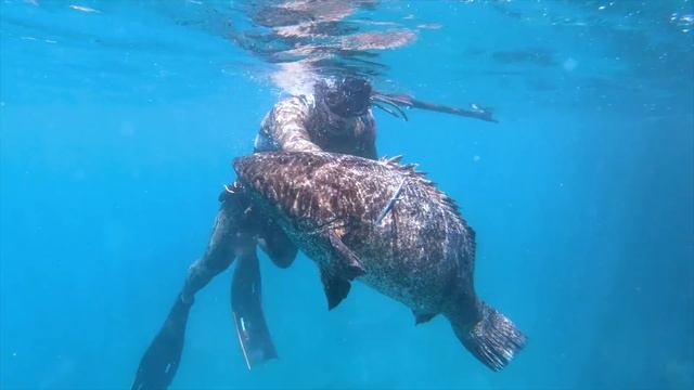 INDO TALES - EPISODE 31 Shallow groupers under the cliffs on a small remote island смотреть онлайн