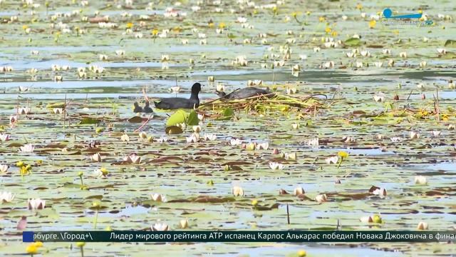 Как пруды и озёра Петербурга чистят от подводной растительности смотреть онлайн