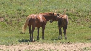 Лошади на реке. Июнь.