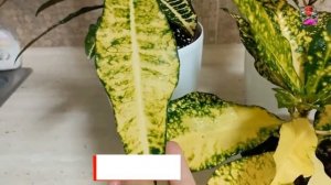 Кротоны Gold King, Gold Sun и Gold Moon - как отличить эти сорта? Разбираем отличия