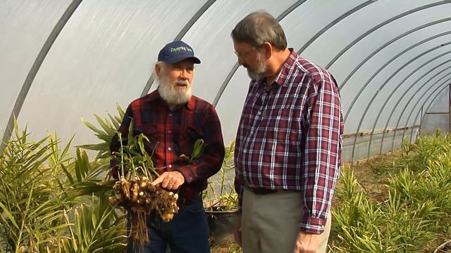 Growing Ginger - From the Ground Up смотреть онлайн
