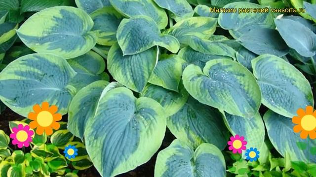 Хоста гибридная Токудама флавоцирциналис. Краткий обзор hosta hybrida Tokudama Flavocircinalis смотреть онлайн