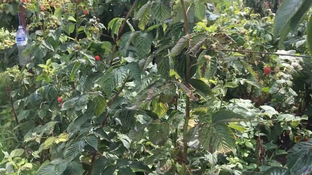 какую малину лучше сажать ремонтантную в огороде осенью смотреть онлайн