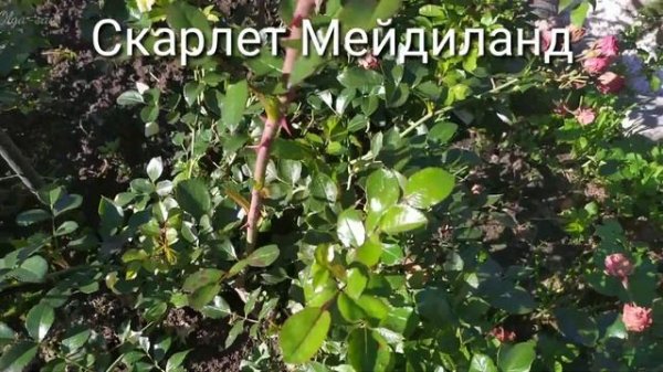 Розы для Северо-запада. Розоводам Ленинградской области.