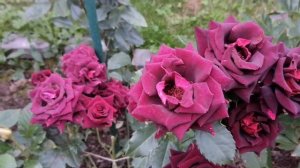 Роза - Чёрная Магия ( Блэк Мэджик)!!! Чайно-гибридная!!! Шикарная роза!!!