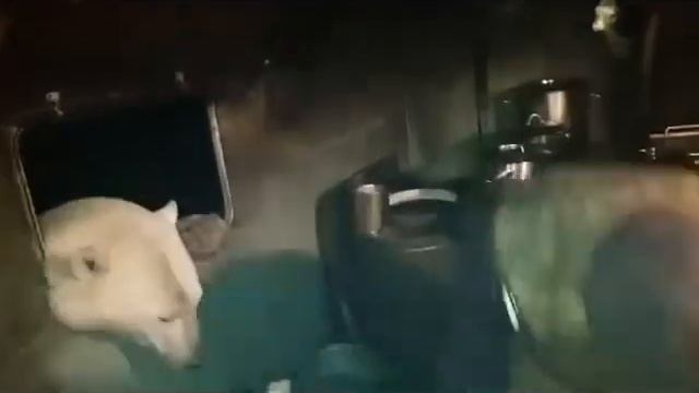 Кормим мишку на Севере! смотреть онлайн