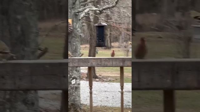 Pan & Plank Bird Feeders - Made From Wood Near Jack Daniels Whisky Capital in Lynchburg TN смотреть онлайн