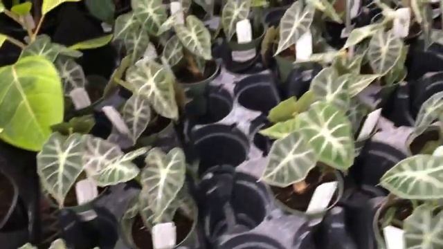 Rare Plant Shopping at Bakers Acres Greenhouse l Liquidambar Girl Gardening смотреть онлайн