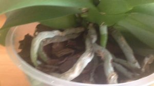 Орхидея фаленопсис уход после покупки. Пересадка, полив, условия содержания. период активного роста