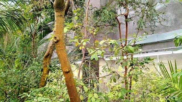 Прогулка по Оранжереям Ботанического сада в Санкт-Петербурге смотреть онлайн