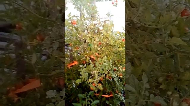 Строим Сами