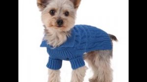 выкройки одежды для собак йорков своими руками