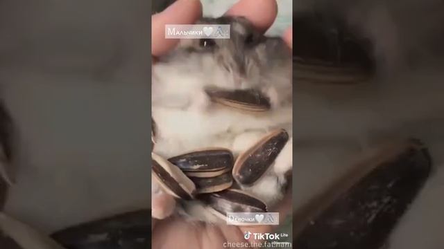 ?Прикольные имена для хомячков ? смотреть онлайн