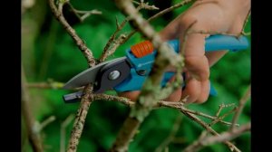 КАК ОБРЕЗАТЬ ЯБЛОНЮ ВЕСНОЙ