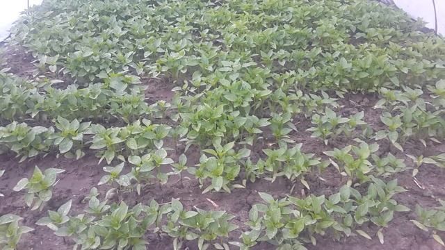 собираем ранний урожай картофеля  в начале мае.весь процесс.