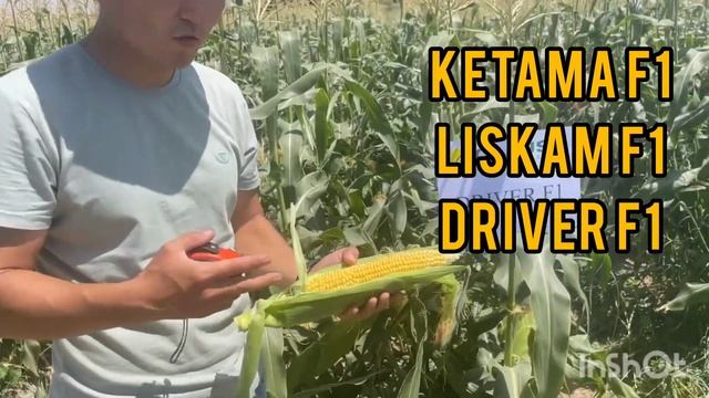 Драйвер F1 (Driver F1) - лидер среди гибридов сладкой кукурузы!
