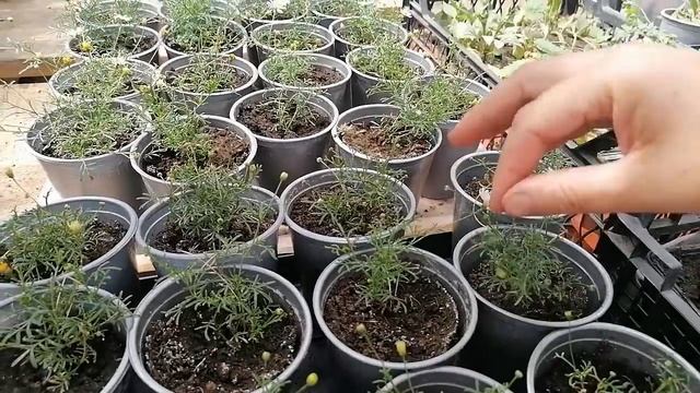 Вы Ахнете от такой красоты!!! ОбЗОР ЦВЕТОВ! Там, где есть красота, и доказывать нечего! Работы полн смотреть онлайн