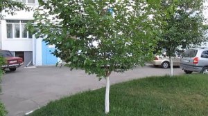 Шелковица - первое плодоношение