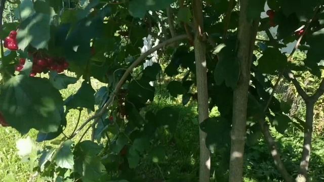 Калина кра́сная осеннее плодоношение. смотреть онлайн