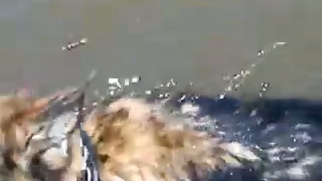 кисельные берега смотреть онлайн