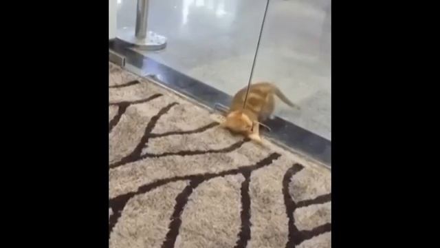 Приколы про животных. Когда забыл кота покормить #13 . Собака села на кота. Бугага. смотреть онлайн