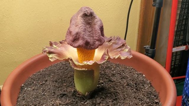 Amorphophallus Paeoniifolius 3-2022 смотреть онлайн