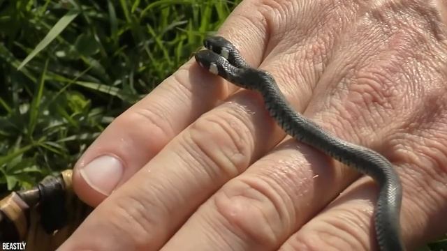 The RAREST Snakes In The World Part 1 смотреть онлайн