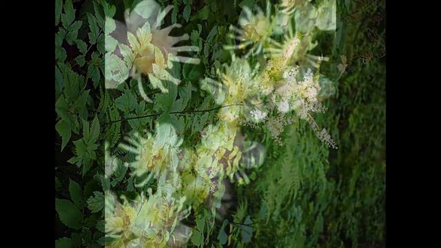 Клопогон даурский  Cimicifuga Dahurica