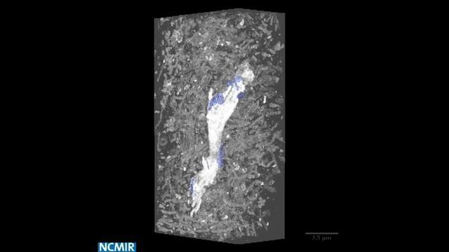2d images to 3d reconstruction of image stacks of mouse brain tissue смотреть онлайн