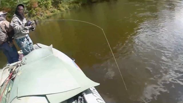 Hucho Taimen : Huge Over 20kg Taimen Landed