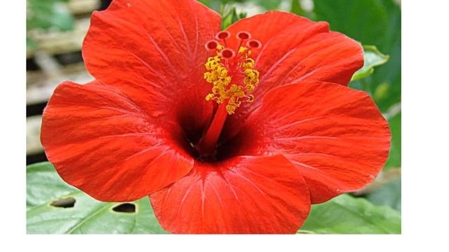 Family - Malvaceae смотреть онлайн