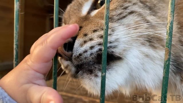 СЕРВАЛ ОХОТИТСЯ НА СВОЮ НЕВЕСТУ / Мяурицио встречает Катю / Алиса потрогала рысь