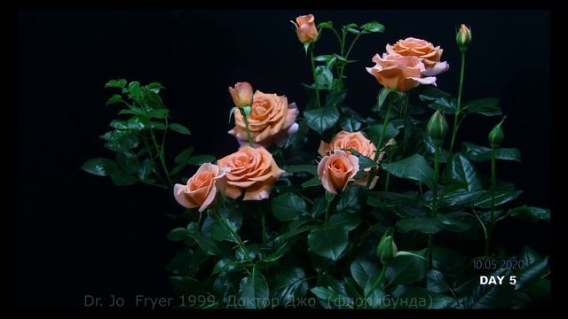 Как распускается роза Доктор Джо (Fryer 1999) (Флорибунда) смотреть онлайн