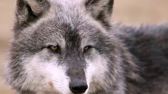 Волчонок - А.Маршал.mp4 смотреть онлайн