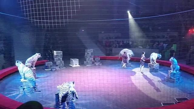 Шоу белых тигров в Новосибирске смотреть онлайн
