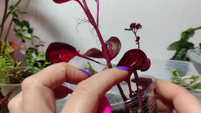 Новые растухи укореняются. смотреть онлайн