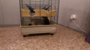 Шиншилла атакует