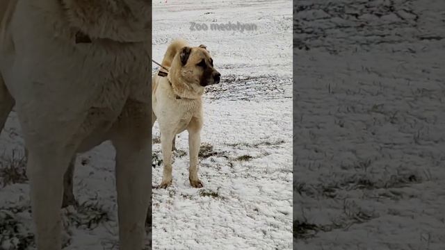"Питомник Морской" Кавказский Волкодав/ Февраль 2023г/Часть-1... смотреть онлайн