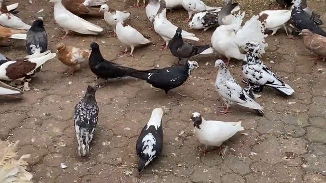 Избавляемся от пероеда у голубей смотреть онлайн