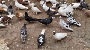 Избавляемся от пероеда у голубей