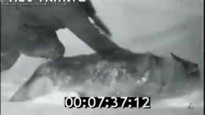 Охота на волков. Самая результативная охота на волков за все время!