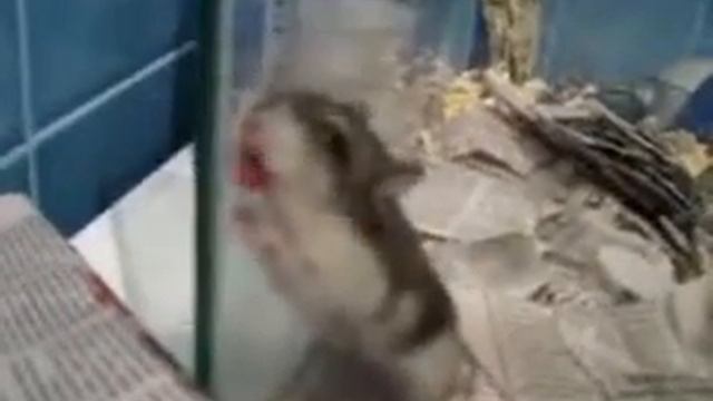 Хомяк хочет целоваться смотреть онлайн