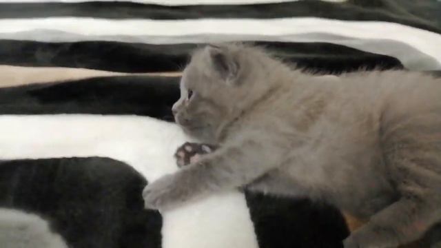 Котёнок смотреть онлайн