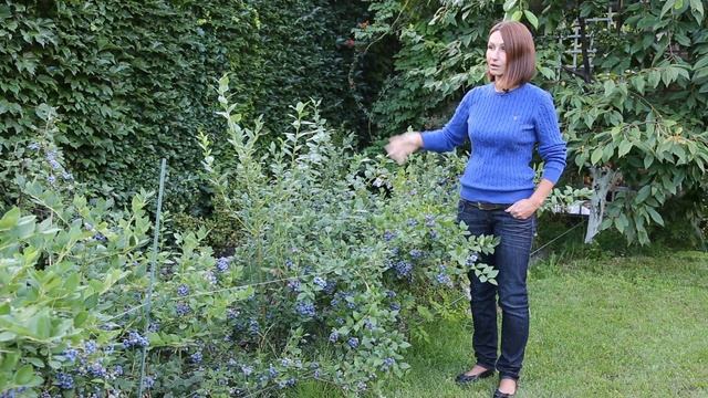 ГОЛУБИКА - как получить большой урожай//основные правила посадки и ухода смотреть онлайн
