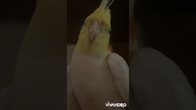 Как научить попугая разговаривать !Как дела у ящерок? смотреть онлайн