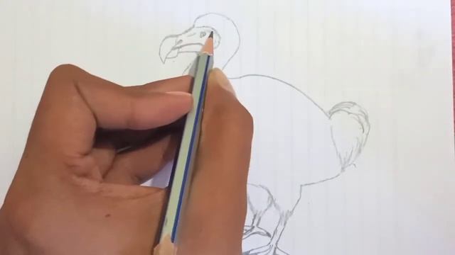 How to Draw the Extinct Animal Dodo Bird смотреть онлайн