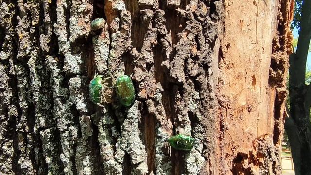 Жуки в городе. Бронзовка золотистая Cetonia aurata смотреть онлайн