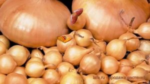 Лук овощной Штуттгартер Ризен ? обзор: как сажать, лук-севок и чеснок лука Штуттгартер Ризен