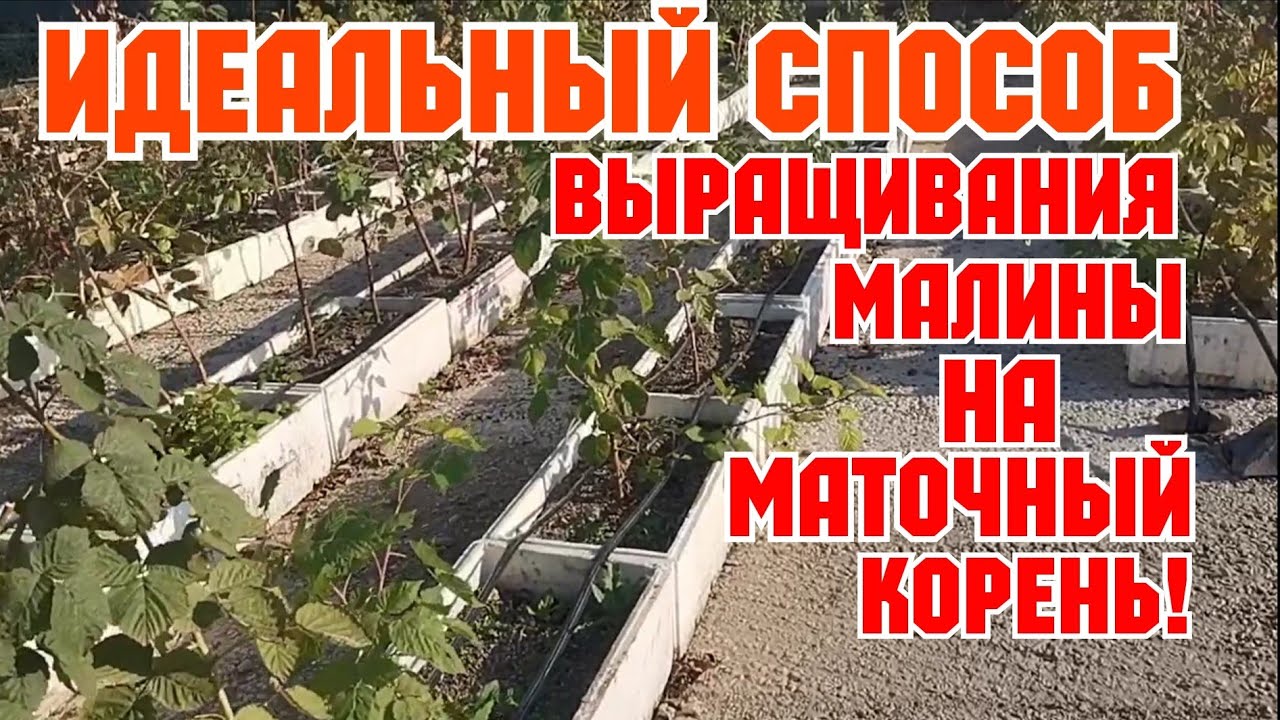 Идеальный способ выращивания малины на маточных корень! смотреть онлайн